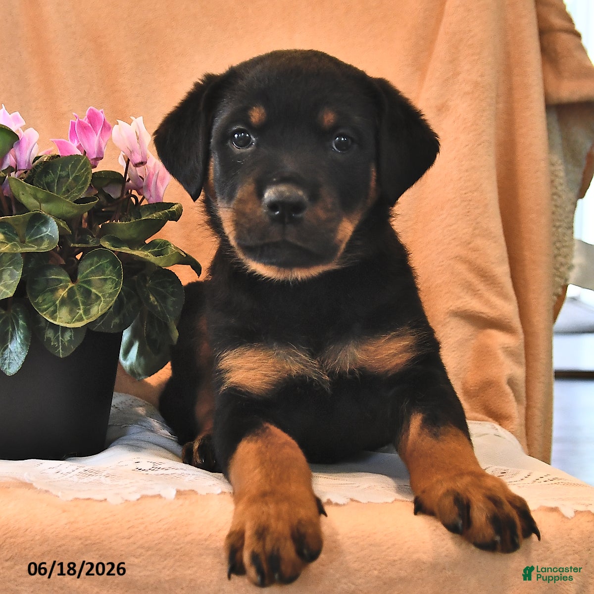 Rottweiler dogs Abby - Ad 1