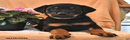 Rottweiler dogs for sale: Abby - Ad 1