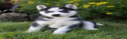 Siberian Husky dogs for sale: Donald - Ad 4