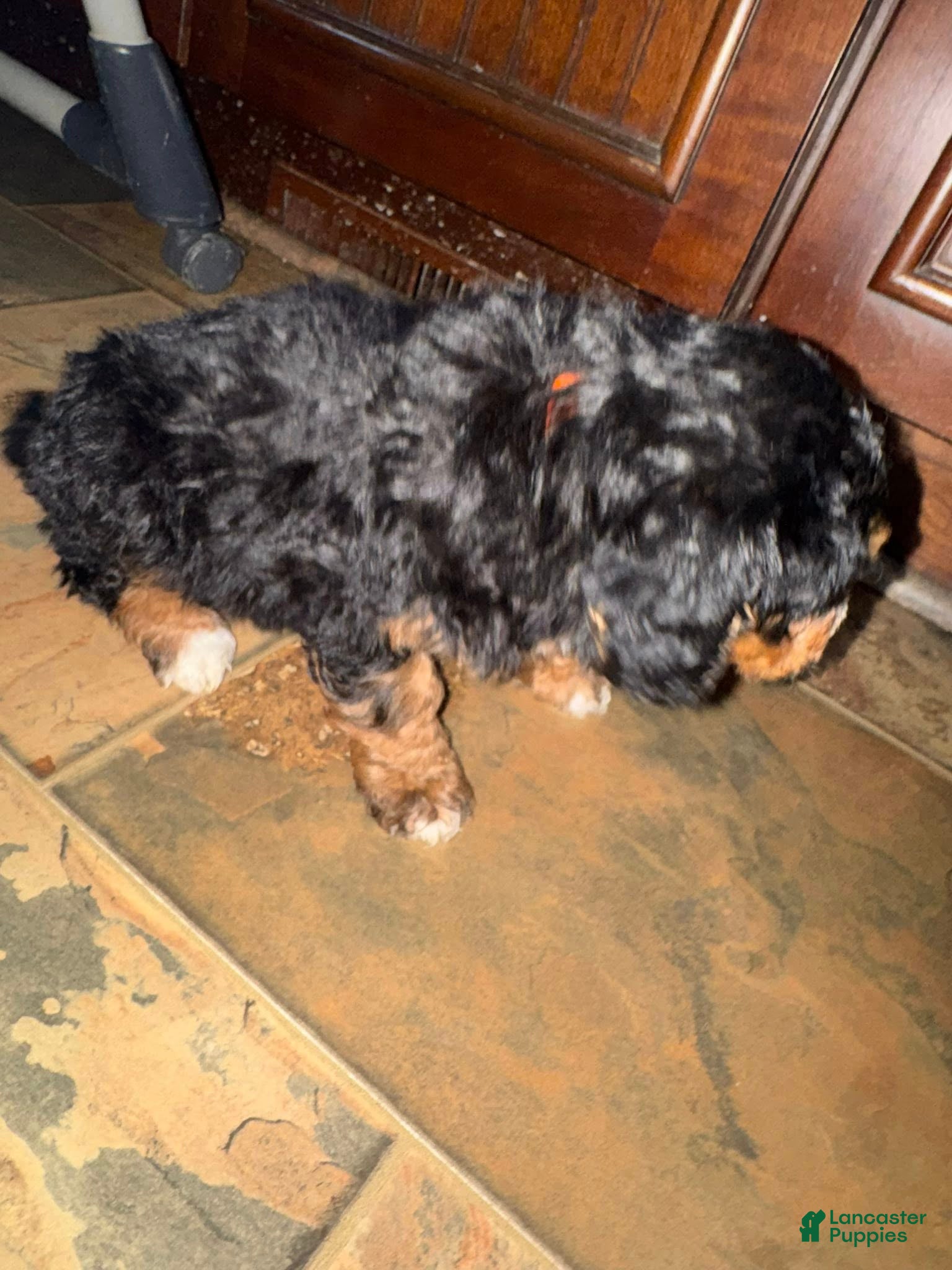 Bernedoodle dogs mini Bernedoodle Puppy 2- orange - Ad 24