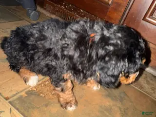 Bernedoodle dogs mini Bernedoodle Puppy 2- orange - Ad 24