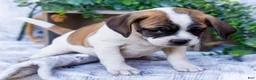 Puggle dogs for sale: Billy - Ad 7