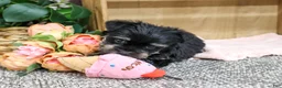 Miniature Schnauzer dogs for sale: Davina - Ad 5