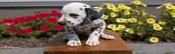 Dalmatian dogs for sale: Layla - Ad 7