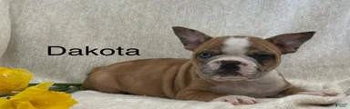 Dakota