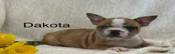 Frenchton dogs for sale: Dakota - Ad 1