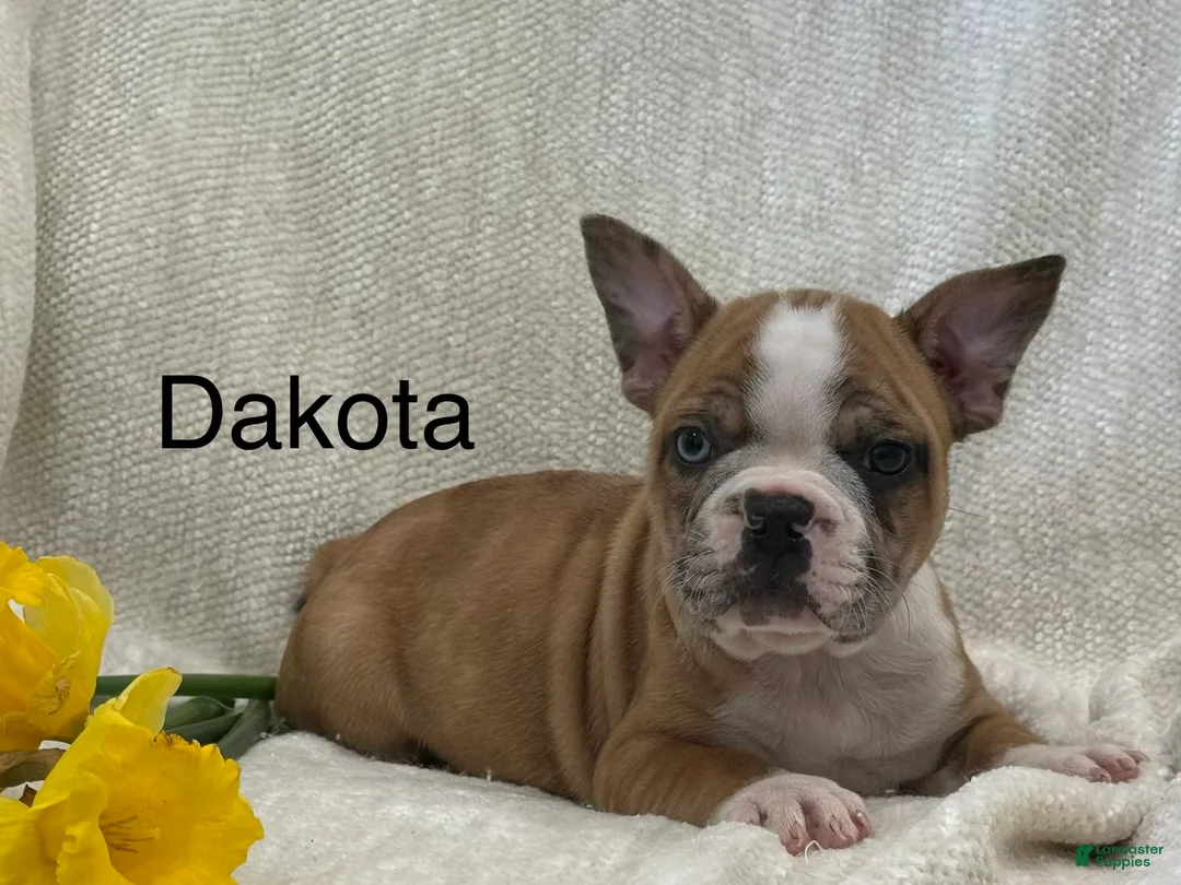 Frenchton dogs for sale: Dakota - Ad 1
