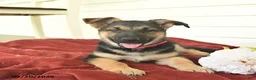 German Shepherd dogs for sale: Cocoa  - Ad 9