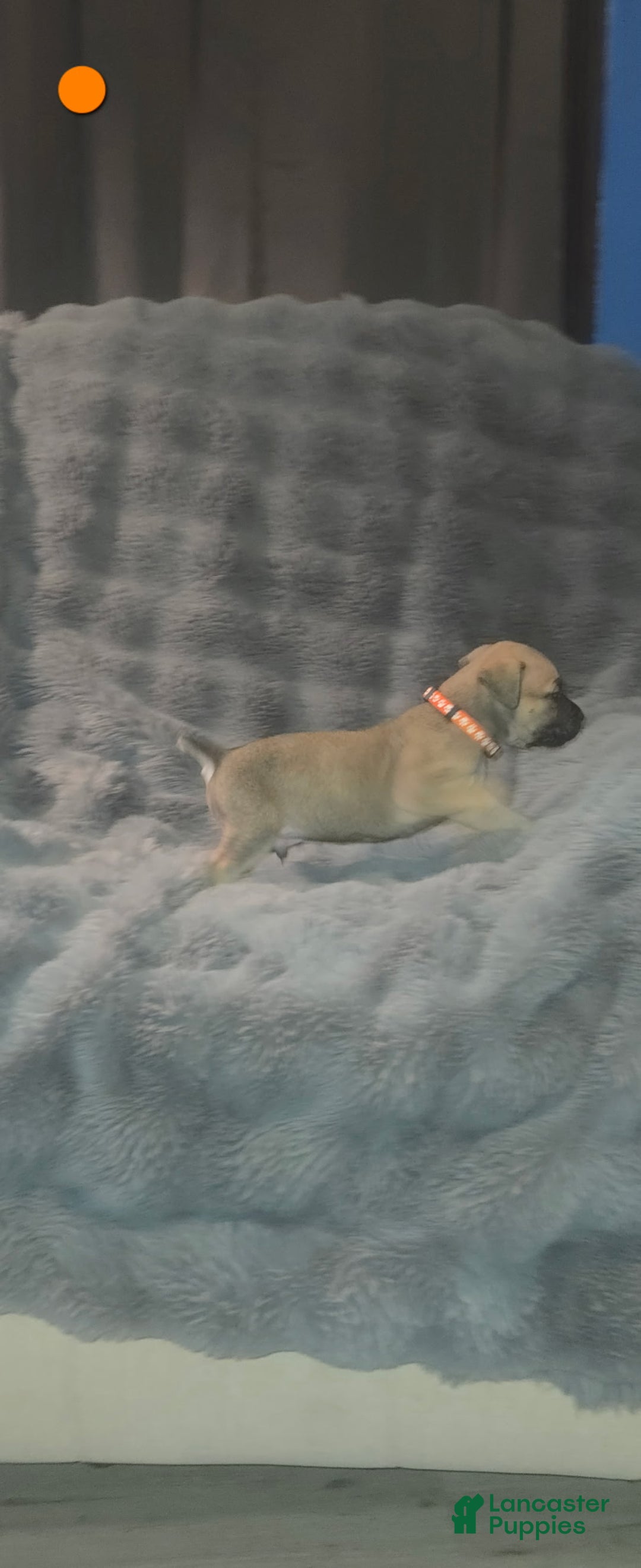 Cane Corso dogs for sale: Cane Corso Puppy 5 - Ad 1