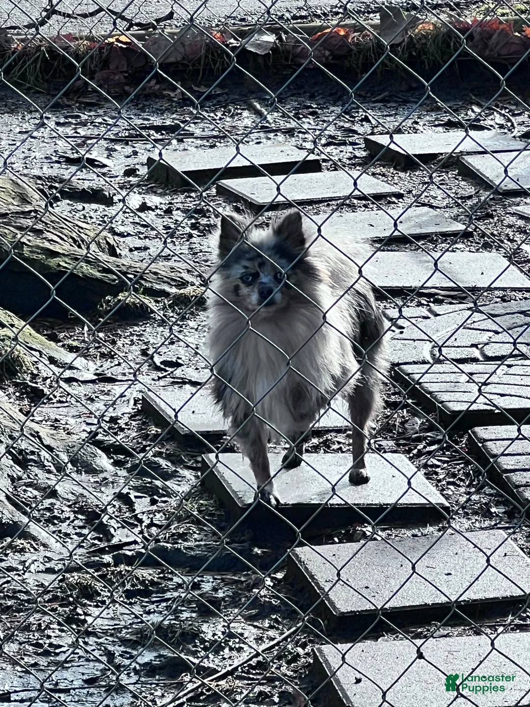 Pomeranian dogs for sale: Aca pebbles - Ad 8