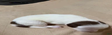 Rosie 