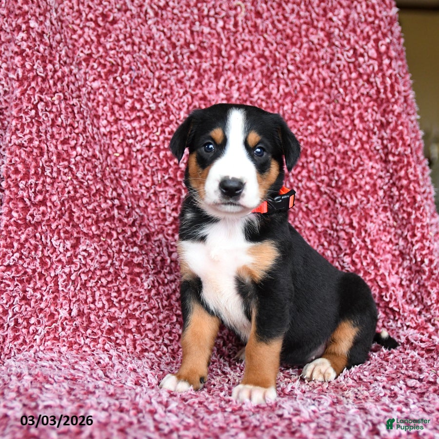 Greater Swiss Mountain Dog dogs Jenny - Ad 2