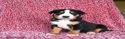 Greater Swiss Mountain Dog dogs for sale: Jenny - Ad 2