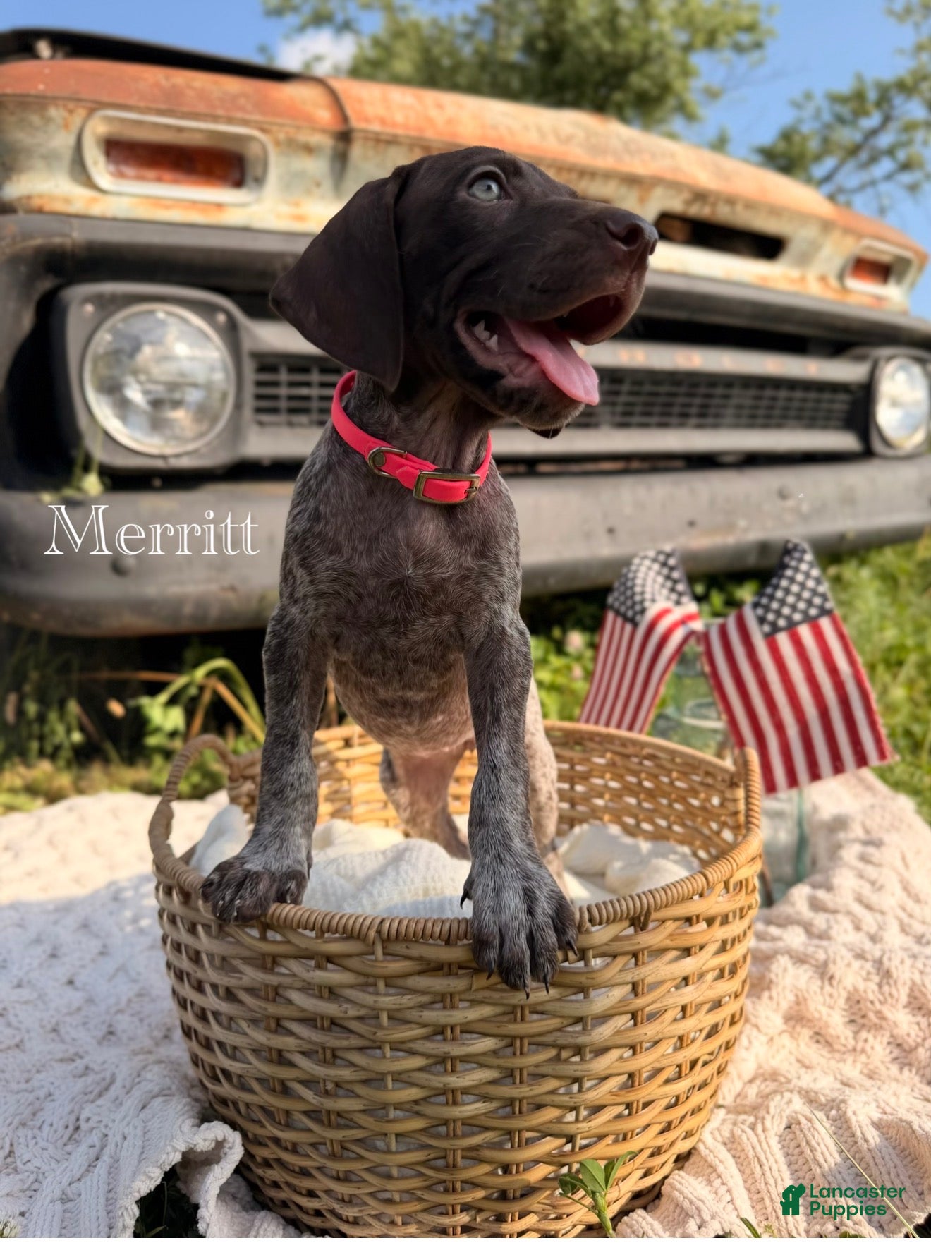 German Shorthaired Pointer dogs Merritt - Ad 1