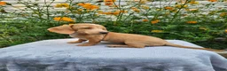 Miniature Dachshund dogs for sale: Roxy - Ad 10
