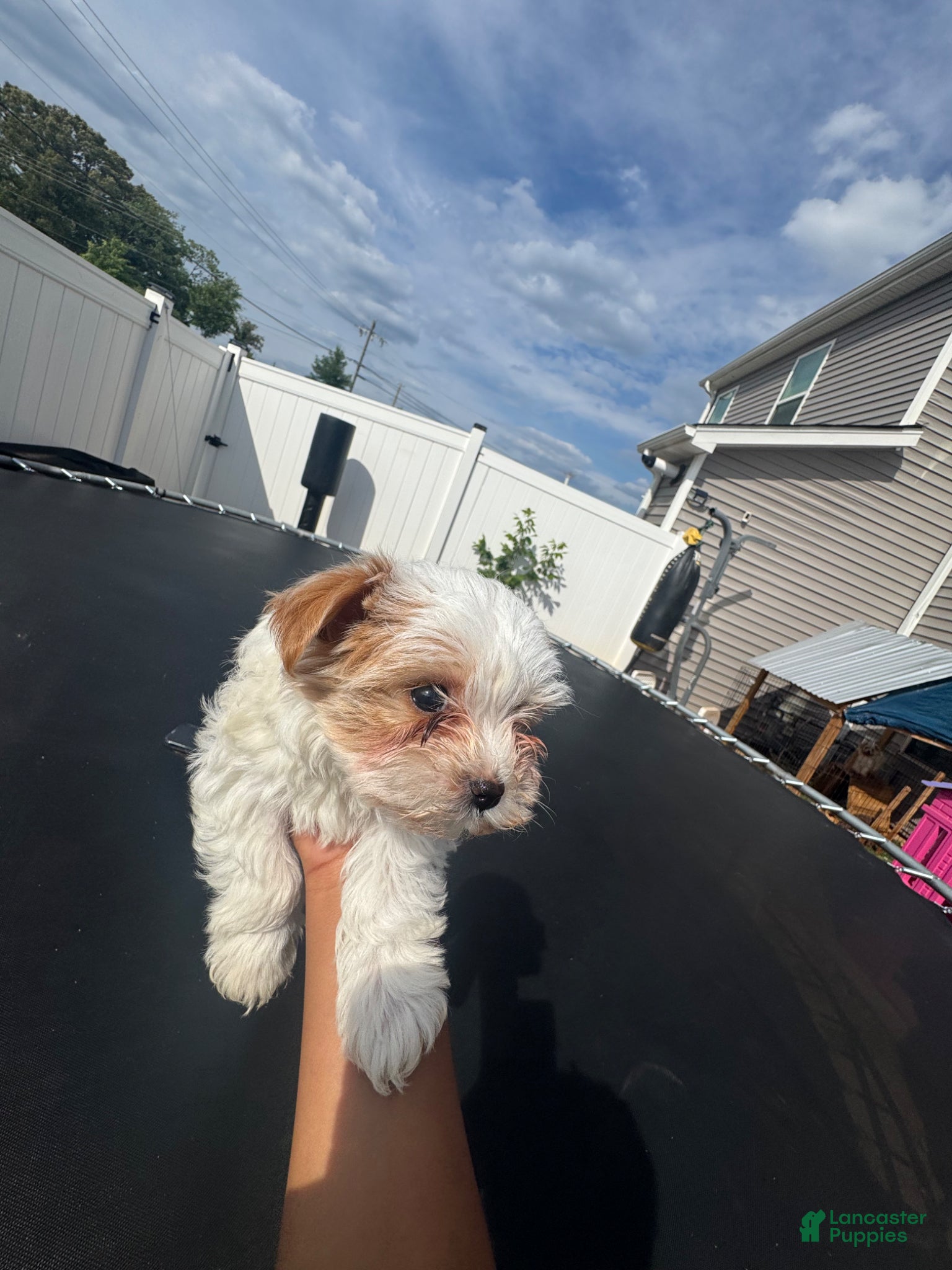 Yorkshire Terrier dogs Snow white - Ad 1