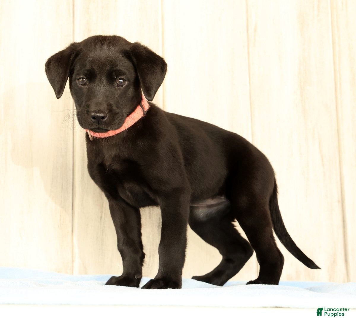 Labrador Retriever dogs Brooke - Ad 2