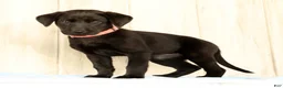 Labrador Retriever dogs for sale: Brooke - Ad 2
