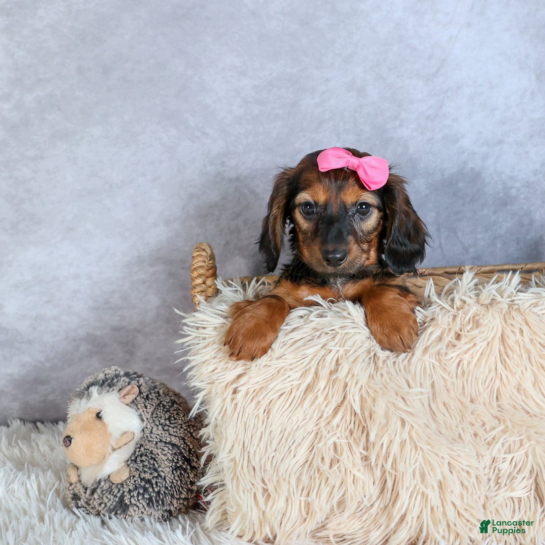 Miniature Dachshund dogs for sale: Fiona - Ad 6