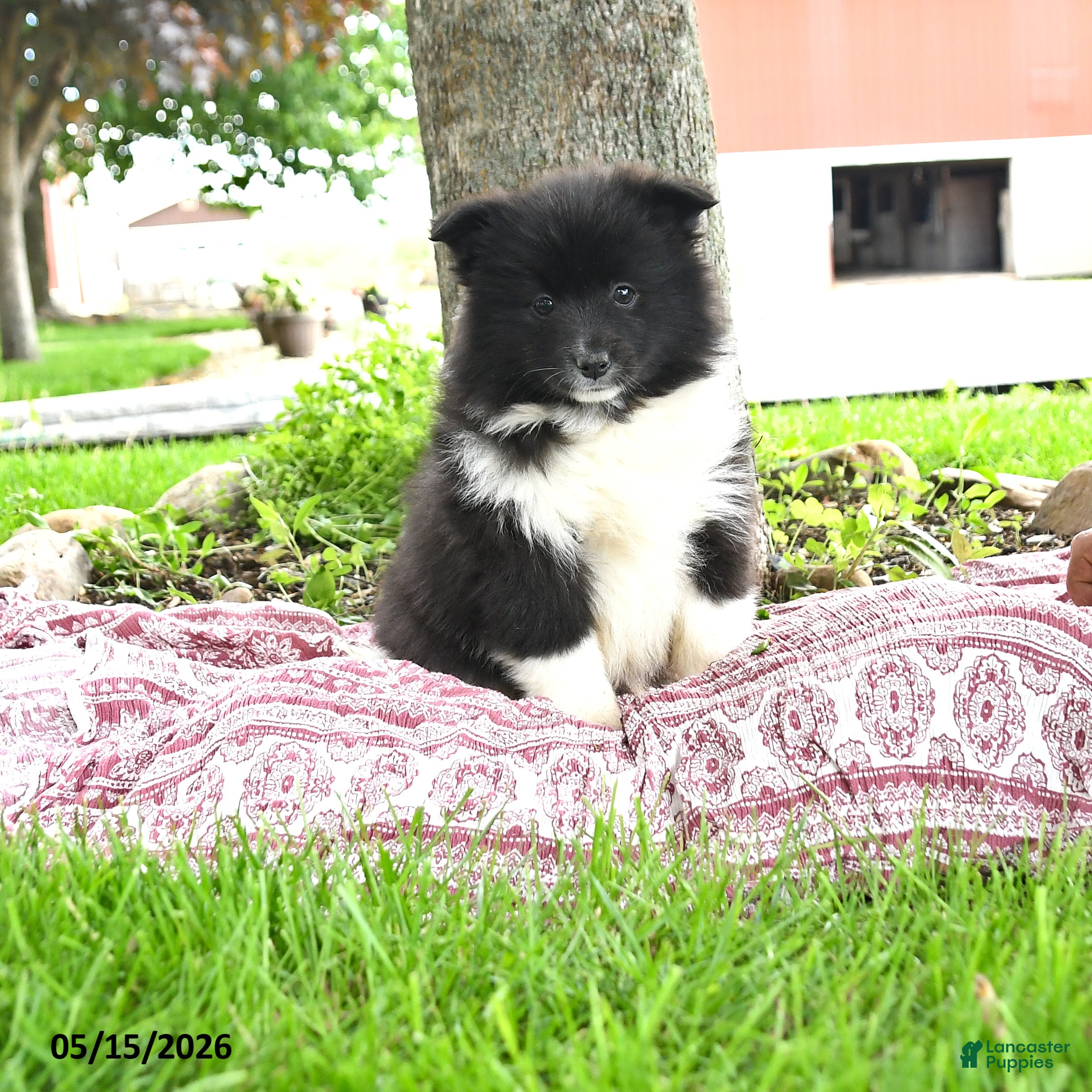 Pomsky dogs Georgia - Ad 1