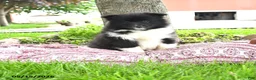 Pomsky dogs for sale: Georgia - Ad 1