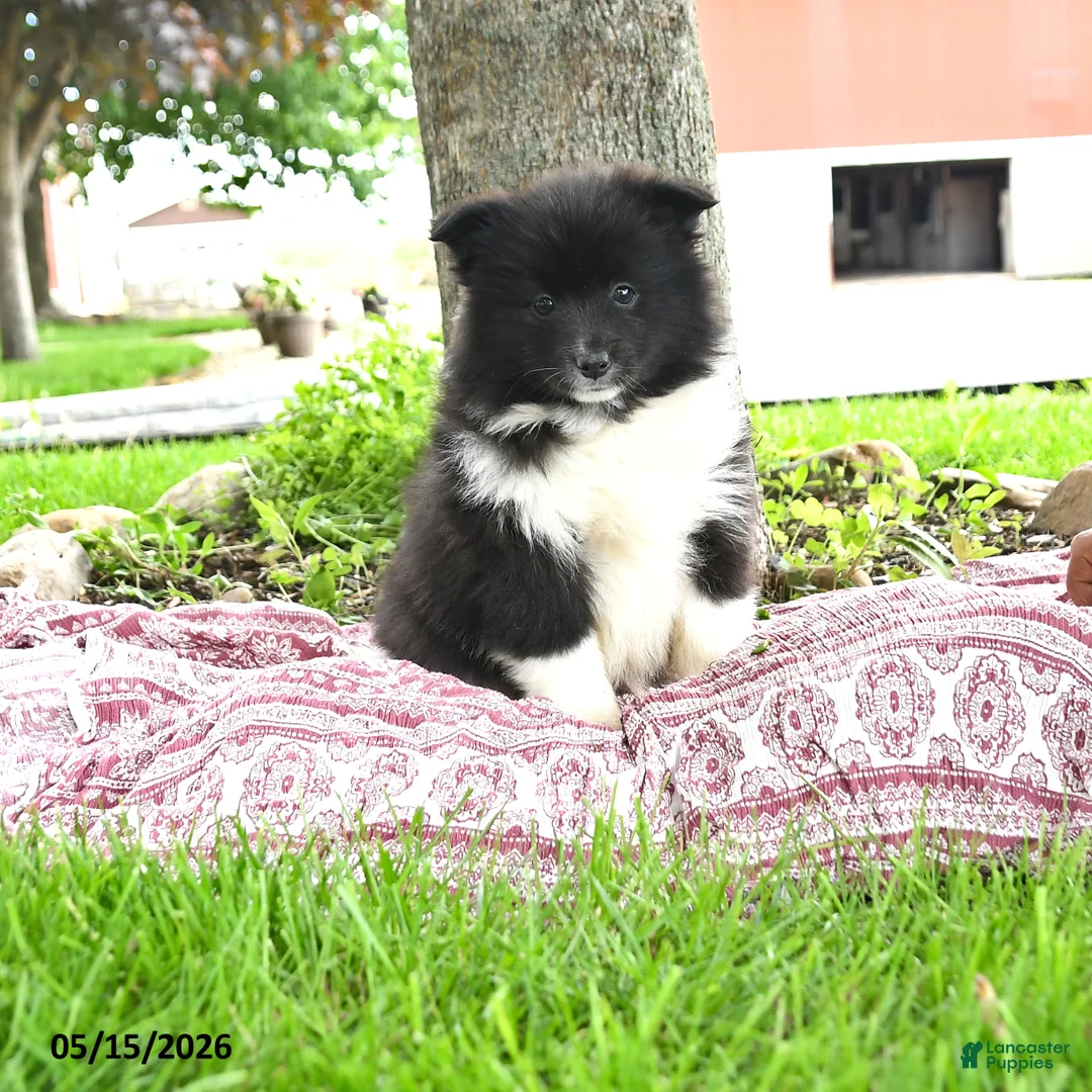 Pomsky dogs for sale: Georgia - Ad 1
