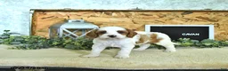Cavapoo dogs for sale: Cavan - Ad 2