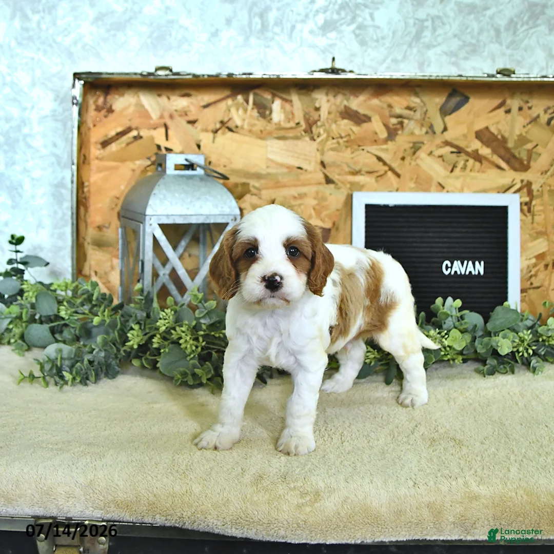 Cavapoo dogs for sale: Cavan - Ad 2