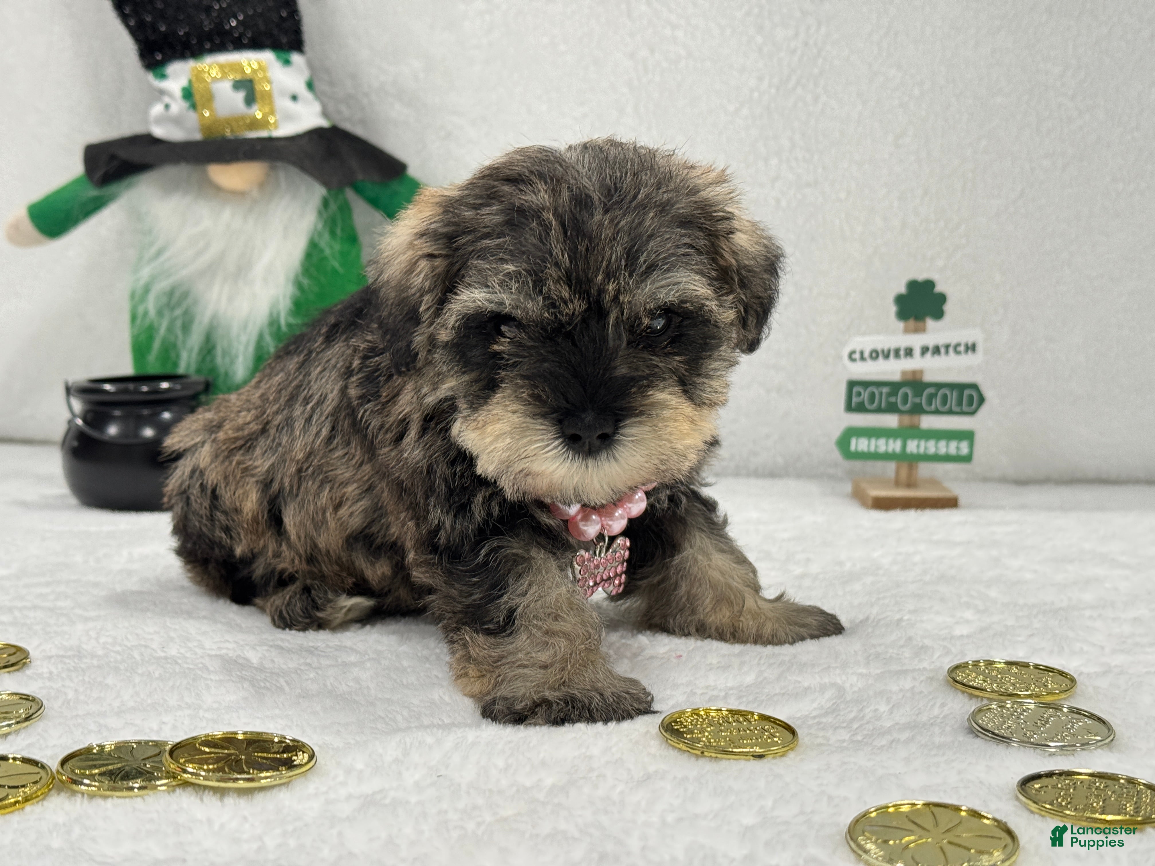 Miniature Schnauzer dogs Gypsy Female 4 - Ad 17