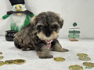 Miniature Schnauzer dogs Gypsy Female 4 - Ad 17