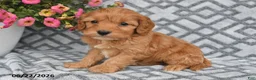 Cavapoo dogs for sale: Taz - Ad 6