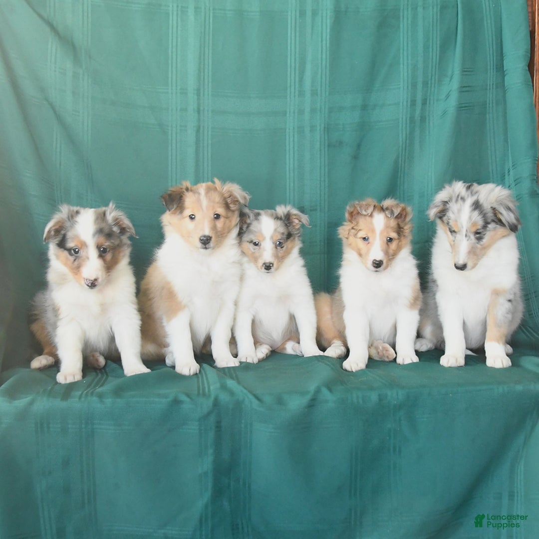 Shetland Sheepdog dogs for sale: Merle - Ad 5