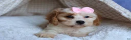 Cavachon dogs for sale: RACHEL - Ad 10
