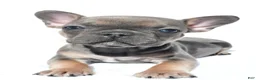 French Bulldog dogs for sale: Callie - Ad 7