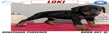 Loki 
