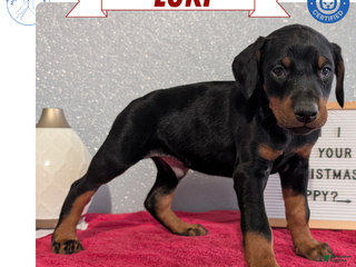 Doberman Pinscher dogs Loki - Ad 8