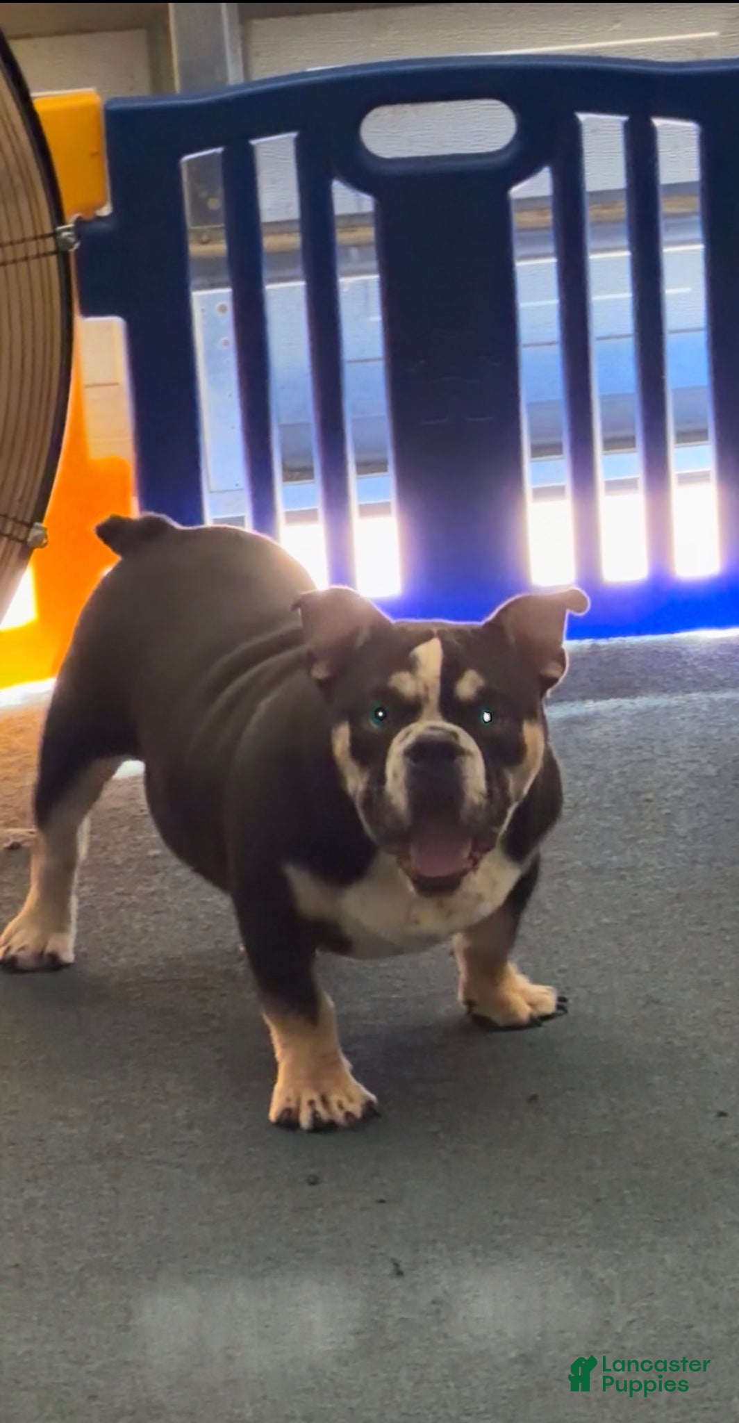 American Bully dogs Skunky  - Ad 1