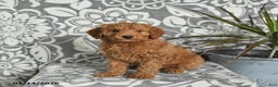 Mini Goldendoodle dogs for sale: River - Ad 3