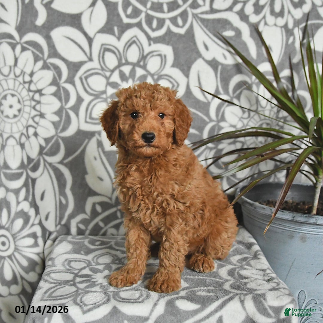 Mini Goldendoodle dogs for sale: River - Ad 3