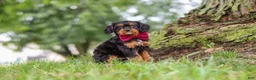 Cavapoo dogs for sale: Kai - Ad 8