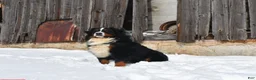 Bernese Mountain Dog dogs for sale: Bernese Mountain Dog Puppy 4 - Ad 3