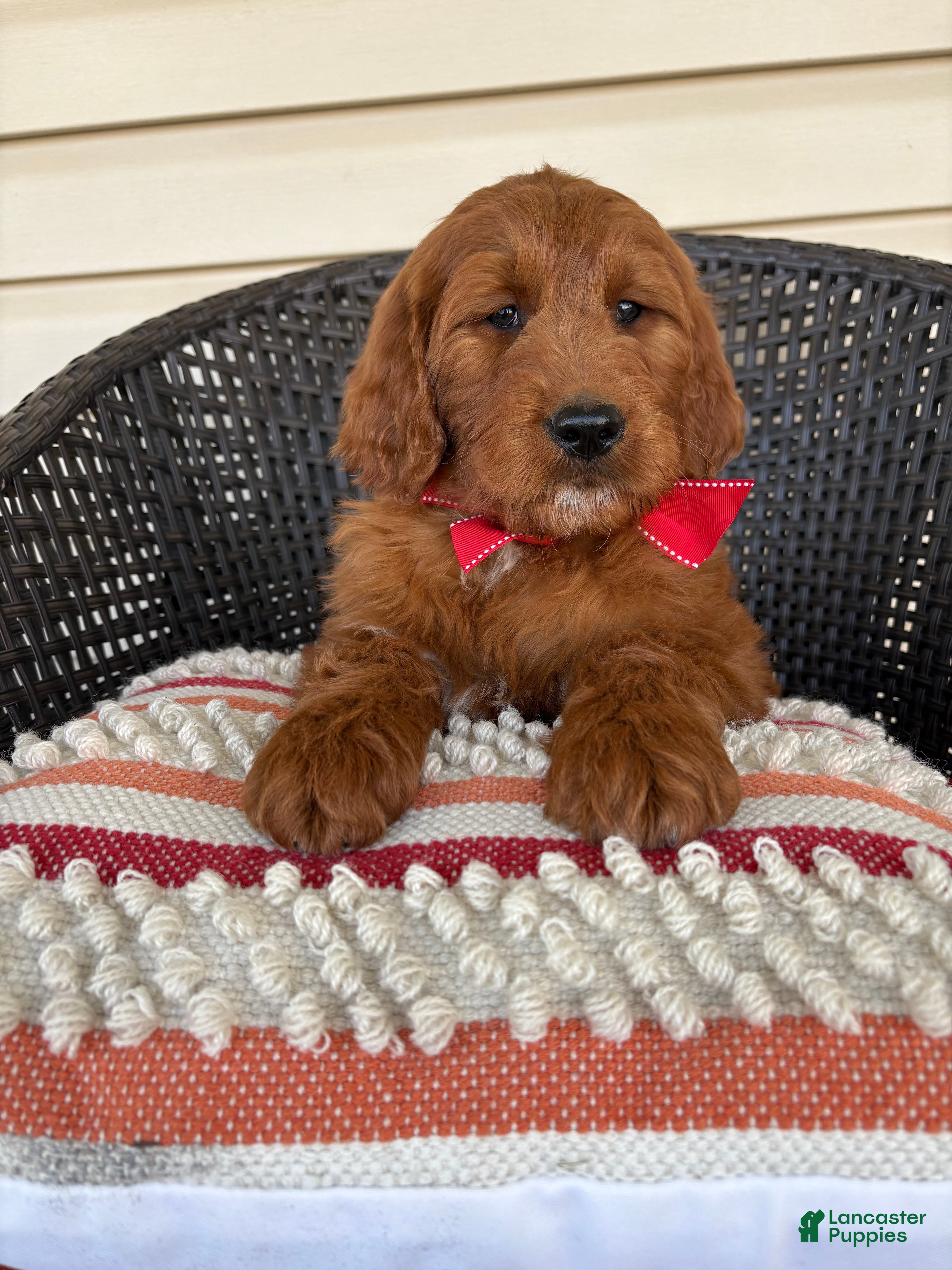 Goldendoodle dogs Kash - Ad 2