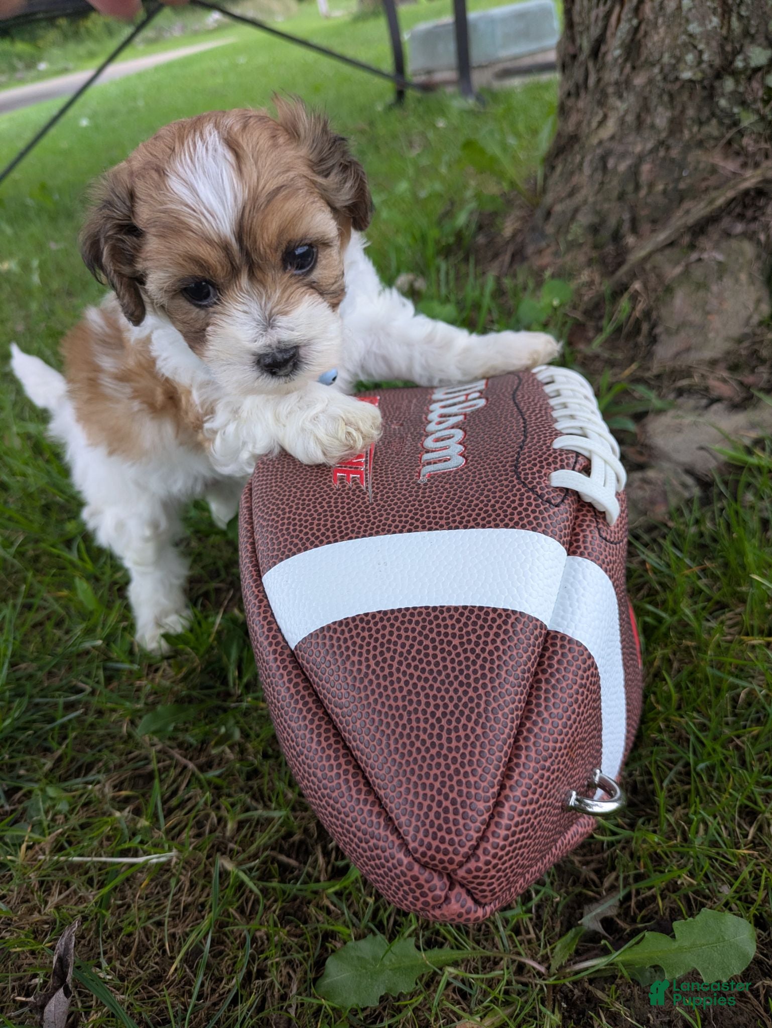 Shihpoo dogs TRUCKER - Ad 15