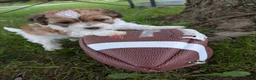Shihpoo dogs for sale: TRUCKER - Ad 1