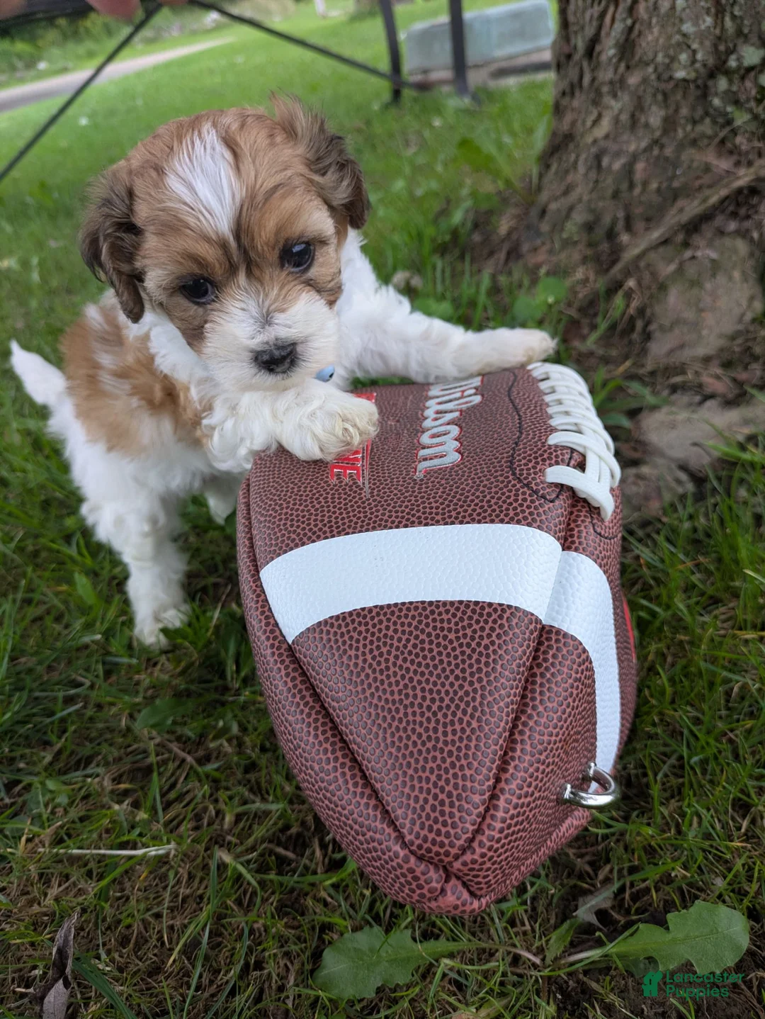 Shihpoo dogs for sale: TRUCKER - Ad 1