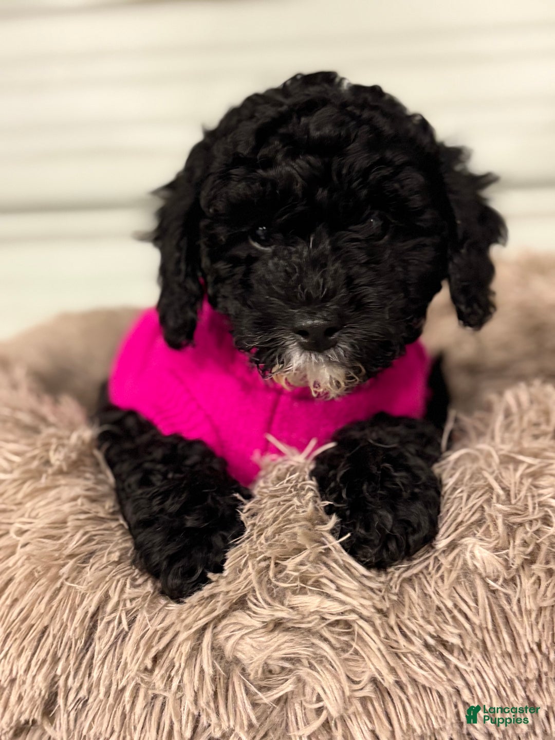 Miniature Poodle dogs for sale: Nina - Ad 1