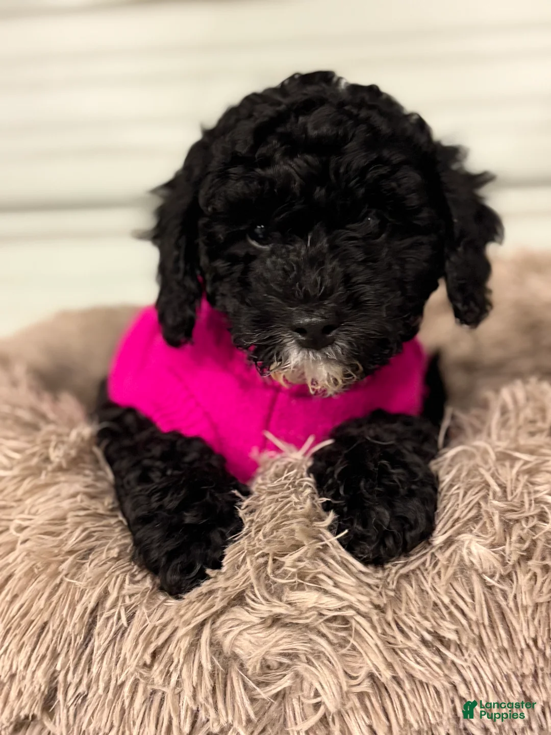 Miniature Poodle dogs for sale: Nina - Ad 1