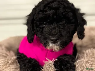 Miniature Poodle dogs Nina - Ad 25