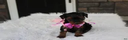 Yorkiepoo dogs for sale: Evelyn  - Ad 10