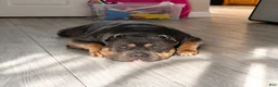American Bully dogs for sale: American Bully 1 - Ad 3